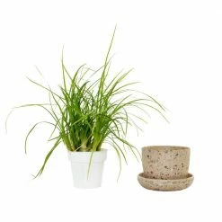 National PLANT NETWORK 3 in. Recycled Planter - Latte Color with 2 in. Ponytail Palm - (1-Piece) 10 National PLANT NETWORK 3 in. Recycled Planter - Latte Color with 2 in. Ponytail Palm - (1-Piece) -US Flora Bunda Sales 2022 national plant network indoor plants hd4600 1f 1000