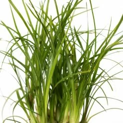 National PLANT NETWORK 3 in. Recycled Planter - Latte Color with 2 in. Ponytail Palm - (1-Piece) 9 National PLANT NETWORK 3 in. Recycled Planter - Latte Color with 2 in. Ponytail Palm - (1-Piece) -US Flora Bunda Sales 2022 national plant network indoor plants hd4600 4f 1000