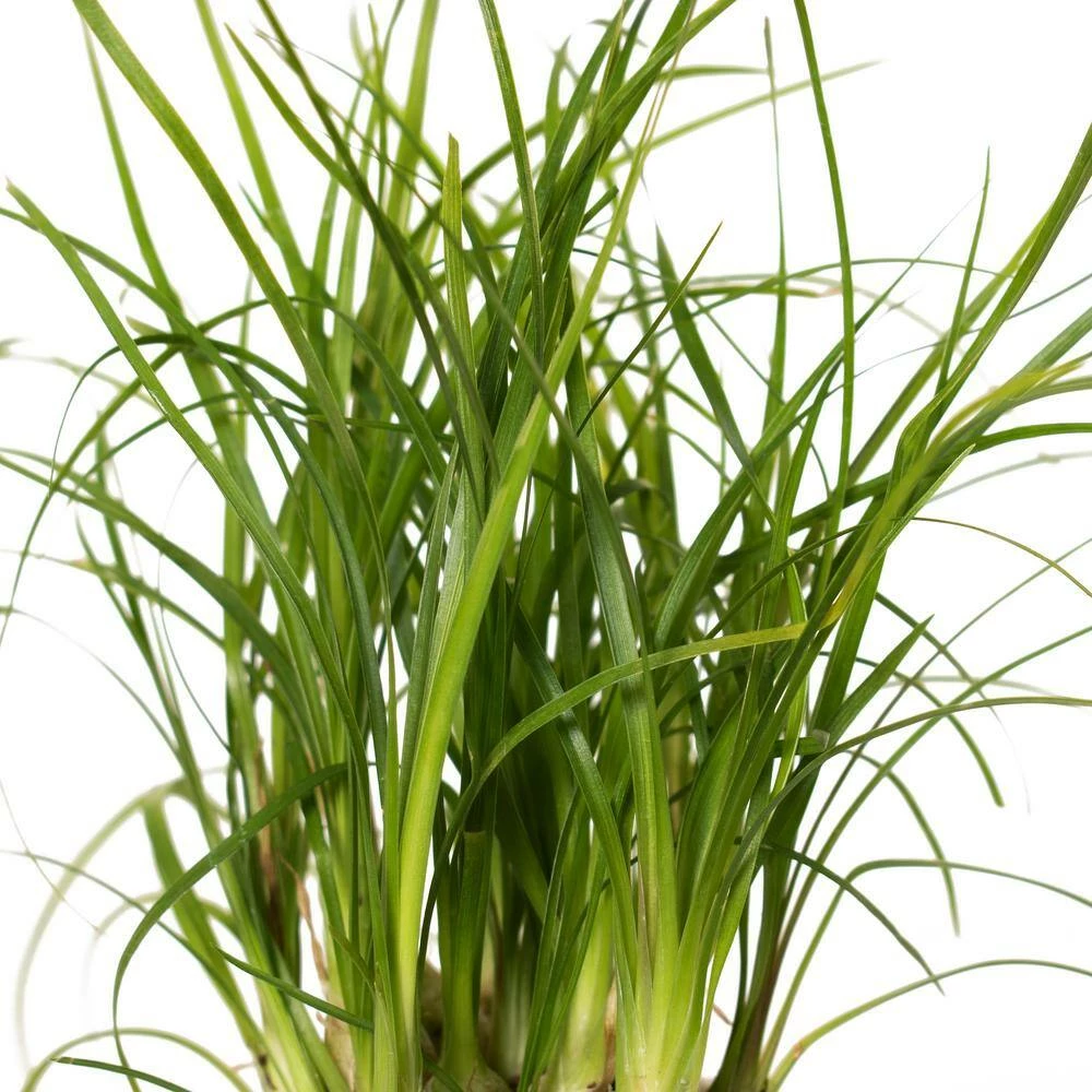 National PLANT NETWORK 3 in. Recycled Planter - Latte Color with 2 in. Ponytail Palm - (1-Piece) 5 National PLANT NETWORK 3 in. Recycled Planter - Latte Color with 2 in. Ponytail Palm - (1-Piece) - Image 3