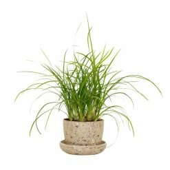 National PLANT NETWORK 3 in. Recycled Planter - Latte Color with 2 in. Ponytail Palm - (1-Piece)