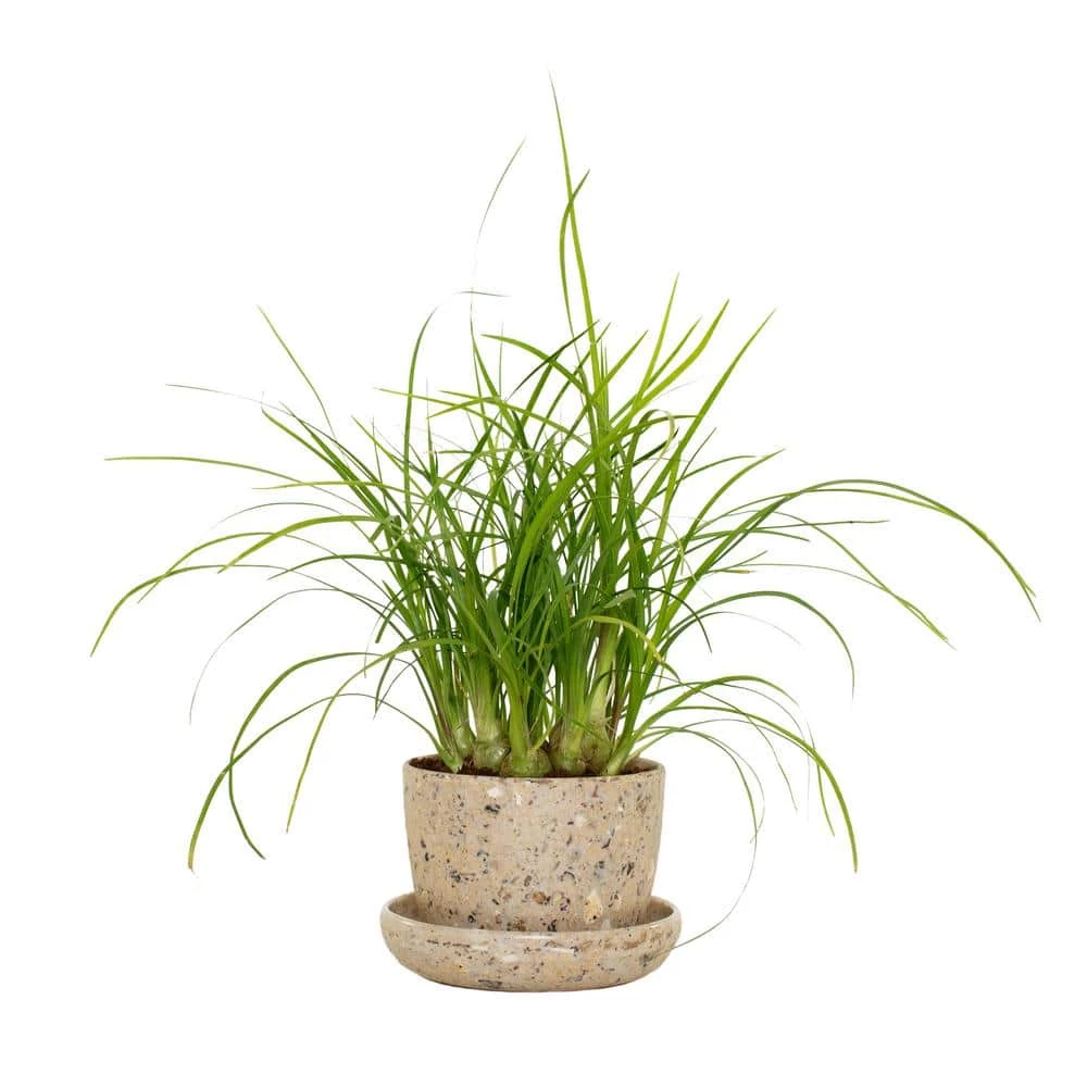 National PLANT NETWORK 3 in. Recycled Planter - Latte Color with 2 in. Ponytail Palm - (1-Piece) 3 National PLANT NETWORK 3 in. Recycled Planter - Latte Color with 2 in. Ponytail Palm - (1-Piece)