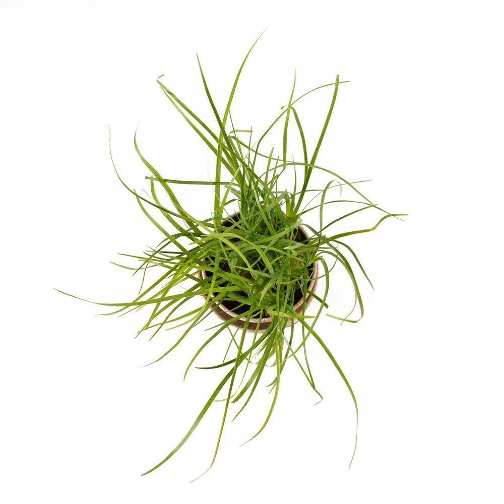 National PLANT NETWORK 3 in. Recycled Planter - Latte Color with 2 in. Ponytail Palm - (1-Piece) 4 National PLANT NETWORK 3 in. Recycled Planter - Latte Color with 2 in. Ponytail Palm - (1-Piece) - Image 2