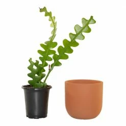 National PLANT NETWORK 5 in. Terracotta Modern Bowl Planter with a 4 in. Zig Zag Cactus Plant - 1 Piece -US Flora Bunda Sales 2022 national plant network indoor plants hd4605 1f 1000