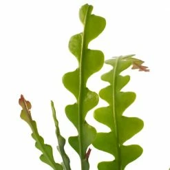 National PLANT NETWORK 5 in. Terracotta Modern Bowl Planter with a 4 in. Zig Zag Cactus Plant - 1 Piece -US Flora Bunda Sales 2022 national plant network indoor plants hd4605 4f 1000