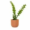 National PLANT NETWORK 5 in. Terracotta Modern Bowl Planter with a 4 in. Zig Zag Cactus Plant - 1 Piece 2 National PLANT NETWORK 5 in. Terracotta Modern Bowl Planter with a 4 in. Zig Zag Cactus Plant - 1 Piece -US Flora Bunda Sales 2022 national plant network indoor plants hd4605 64 1000