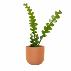 National PLANT NETWORK 5 in. Terracotta Modern Bowl Planter with a 4 in. Zig Zag Cactus Plant - 1 Piece