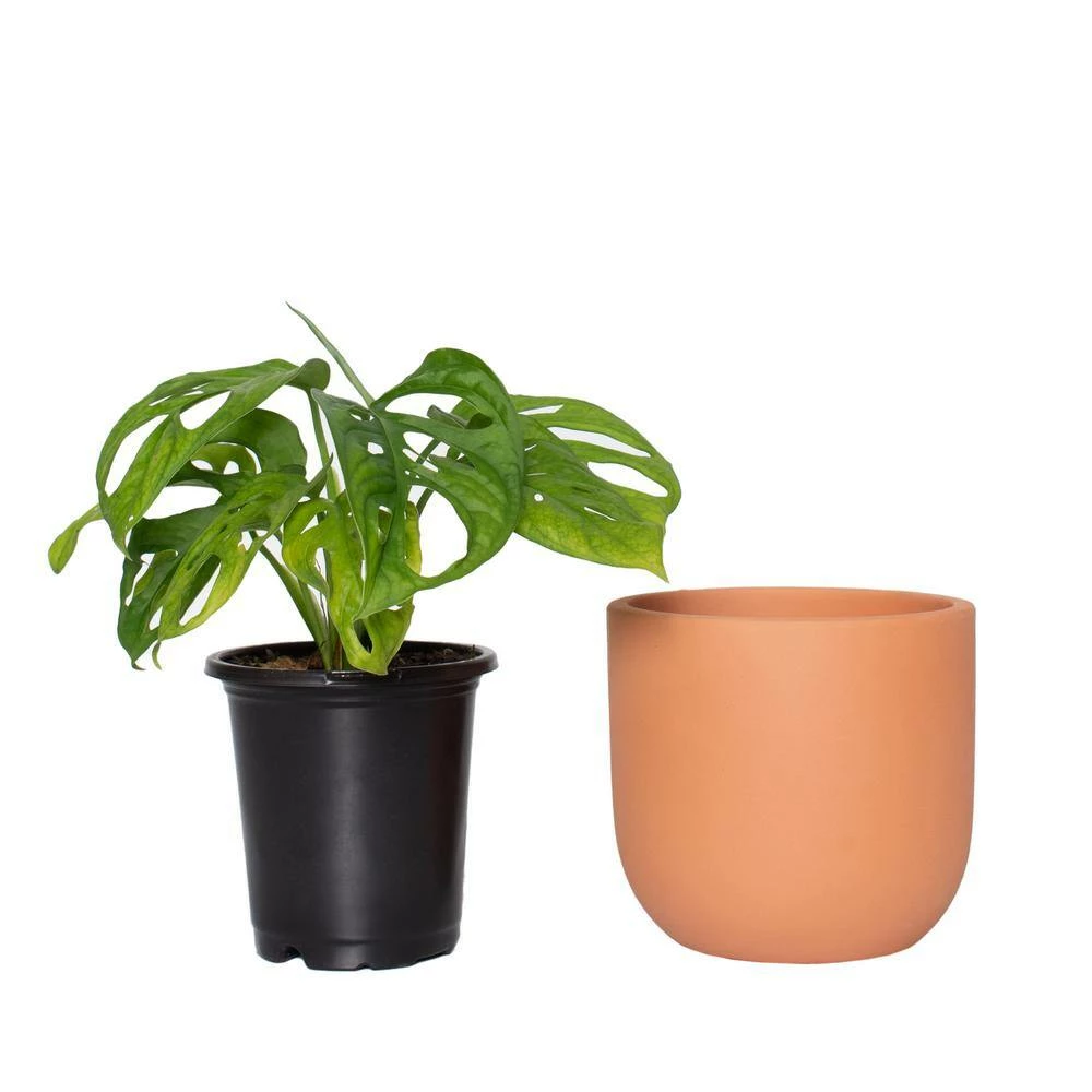 National PLANT NETWORK 5 in. Terracotta Modern Bowl Planter with a 4 in. Monstera Adansonii Plant (1-Piece) 5 National PLANT NETWORK 5 in. Terracotta Modern Bowl Planter with a 4 in. Monstera Adansonii Plant (1-Piece) - Image 3