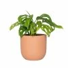 National PLANT NETWORK 5 in. Terracotta Modern Bowl Planter with a 4 in. Monstera Adansonii Plant (1-Piece) 1 National PLANT NETWORK 5 in. Terracotta Modern Bowl Planter with a 4 in. Monstera Adansonii Plant (1-Piece) -US Flora Bunda Sales 2022 national plant network indoor plants hd4606 64 1000