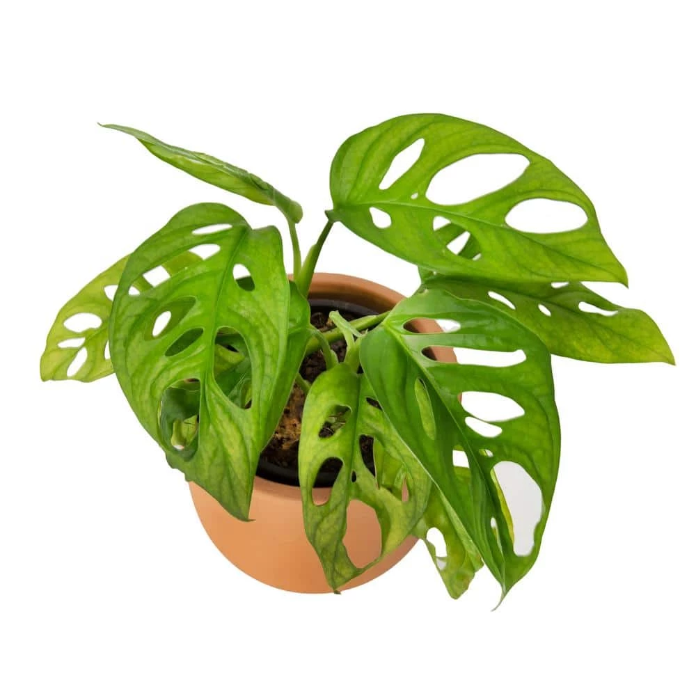 National PLANT NETWORK 5 in. Terracotta Modern Bowl Planter with a 4 in. Monstera Adansonii Plant (1-Piece) 4 National PLANT NETWORK 5 in. Terracotta Modern Bowl Planter with a 4 in. Monstera Adansonii Plant (1-Piece) - Image 2