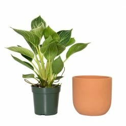 National PLANT NETWORK 5 in. Terracotta Modern Bowl Planter with a 4 in. Philodendron Birkin Plant (1-Piece) 10 National PLANT NETWORK 5 in. Terracotta Modern Bowl Planter with a 4 in. Philodendron Birkin Plant (1-Piece) -US Flora Bunda Sales 2022 national plant network indoor plants hd4610 1f 1000