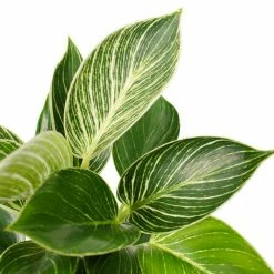 National PLANT NETWORK 5 in. Terracotta Modern Bowl Planter with a 4 in. Philodendron Birkin Plant (1-Piece) 9 National PLANT NETWORK 5 in. Terracotta Modern Bowl Planter with a 4 in. Philodendron Birkin Plant (1-Piece) -US Flora Bunda Sales 2022 national plant network indoor plants hd4610 4f 1000