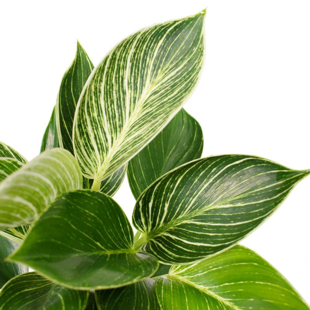 National PLANT NETWORK 5 in. Terracotta Modern Bowl Planter with a 4 in. Philodendron Birkin Plant (1-Piece) 5 National PLANT NETWORK 5 in. Terracotta Modern Bowl Planter with a 4 in. Philodendron Birkin Plant (1-Piece) - Image 3