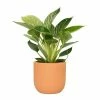 National PLANT NETWORK 5 in. Terracotta Modern Bowl Planter with a 4 in. Philodendron Birkin Plant (1-Piece) -US Flora Bunda Sales 2022 national plant network indoor plants hd4610 64 1000