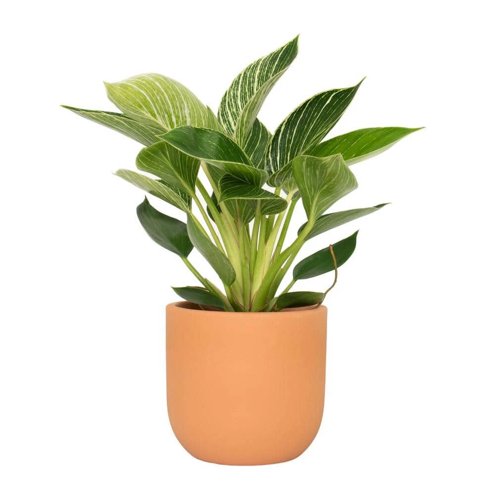 National PLANT NETWORK 5 in. Terracotta Modern Bowl Planter with a 4 in. Philodendron Birkin Plant (1-Piece) 3 National PLANT NETWORK 5 in. Terracotta Modern Bowl Planter with a 4 in. Philodendron Birkin Plant (1-Piece)