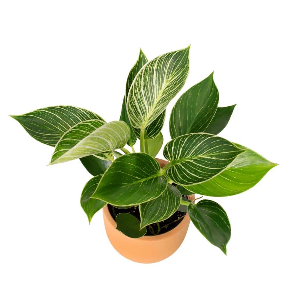 National PLANT NETWORK 5 in. Terracotta Modern Bowl Planter with a 4 in. Philodendron Birkin Plant (1-Piece) 4 National PLANT NETWORK 5 in. Terracotta Modern Bowl Planter with a 4 in. Philodendron Birkin Plant (1-Piece) - Image 2