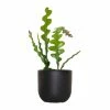 National PLANT NETWORK 5 in. Black Bowl Planter with A 4 in. Zig Zag Cactus Plant (1-Piece) -US Flora Bunda Sales 2022 national plant network indoor plants hd4613 64 1000