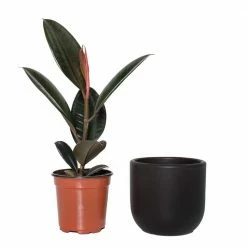 National PLANT NETWORK 5 in. Black Bowl Planter with a 4 in. Ficus Burgundy Plant (1-Piece) -US Flora Bunda Sales 2022 national plant network indoor plants hd4617 1f 1000