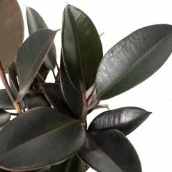 National PLANT NETWORK 5 in. Black Bowl Planter with a 4 in. Ficus Burgundy Plant (1-Piece) -US Flora Bunda Sales 2022 national plant network indoor plants hd4617 4f 1000