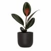National PLANT NETWORK 5 in. Black Bowl Planter with a 4 in. Ficus Burgundy Plant (1-Piece) -US Flora Bunda Sales 2022 national plant network indoor plants hd4617 64 1000