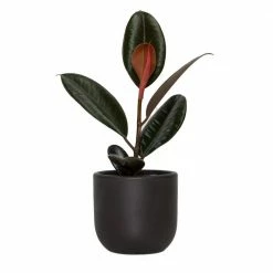 National PLANT NETWORK 5 in. Black Bowl Planter with a 4 in. Ficus Burgundy Plant (1-Piece)