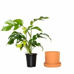 National PLANT NETWORK 5 in. Terracotta Planter w/Saucer and 4 in. Monstera Ginny Plant - 1 Piece -US Flora Bunda Sales 2022 national plant network indoor plants hd4619 1f 1000