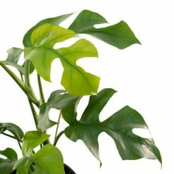 National PLANT NETWORK 5 in. Terracotta Planter w/Saucer and 4 in. Monstera Ginny Plant - 1 Piece -US Flora Bunda Sales 2022 national plant network indoor plants hd4619 4f 1000