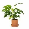 National PLANT NETWORK 5 in. Terracotta Planter w/Saucer and 4 in. Monstera Ginny Plant - 1 Piece 1 National PLANT NETWORK 5 in. Terracotta Planter w/Saucer and 4 in. Monstera Ginny Plant - 1 Piece -US Flora Bunda Sales 2022 national plant network indoor plants hd4619 64 1000