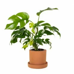 National PLANT NETWORK 5 in. Terracotta Planter w/Saucer and 4 in. Monstera Ginny Plant - 1 Piece