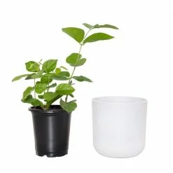 National PLANT NETWORK 5 in. Stonewash Recycled Planter w/Saucer and 4 in. Sambac Jasmine Plant - 1 Piece -US Flora Bunda Sales 2022 national plant network indoor plants hd4628 1f 1000