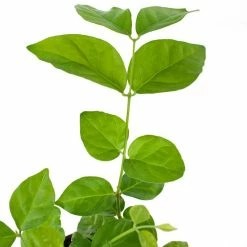 National PLANT NETWORK 5 in. Stonewash Recycled Planter w/Saucer and 4 in. Sambac Jasmine Plant - 1 Piece -US Flora Bunda Sales 2022 national plant network indoor plants hd4628 4f 1000