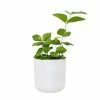 National PLANT NETWORK 5 in. Stonewash Recycled Planter w/Saucer and 4 in. Sambac Jasmine Plant - 1 Piece -US Flora Bunda Sales 2022 national plant network indoor plants hd4628 64 1000
