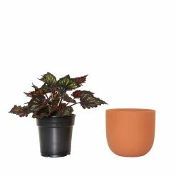 National PLANT NETWORK 7 in. Terracotta Bowl Planter with 6 in. Begonia Dino Black Sky (1-Piece) -US Flora Bunda Sales 2022 national plant network indoor plants hd4639 1f 1000