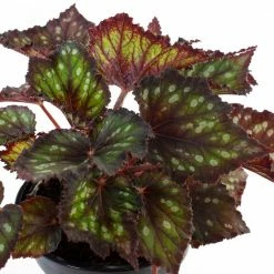 National PLANT NETWORK 7 in. Terracotta Bowl Planter with 6 in. Begonia Dino Black Sky (1-Piece) -US Flora Bunda Sales 2022 national plant network indoor plants hd4639 4f 1000