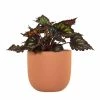 National PLANT NETWORK 7 in. Terracotta Bowl Planter with 6 in. Begonia Dino Black Sky (1-Piece) 1 National PLANT NETWORK 7 in. Terracotta Bowl Planter with 6 in. Begonia Dino Black Sky (1-Piece) -US Flora Bunda Sales 2022 national plant network indoor plants hd4639 64 1000