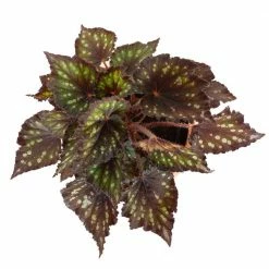 National PLANT NETWORK 7 in. Terracotta Bowl Planter with 6 in. Begonia Dino Black Sky (1-Piece) -US Flora Bunda Sales 2022 national plant network indoor plants hd4639 c3 1000