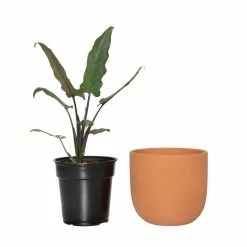 National PLANT NETWORK 7 in. Terracotta Bowl Pot with 6 in. Alocasia Lauterbachiana (1-Piece) 10 National PLANT NETWORK 7 in. Terracotta Bowl Pot with 6 in. Alocasia Lauterbachiana (1-Piece) -US Flora Bunda Sales 2022 national plant network indoor plants hd4641 1f 1000