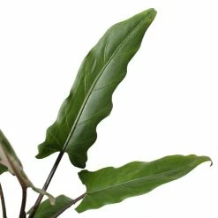 National PLANT NETWORK 7 in. Terracotta Bowl Pot with 6 in. Alocasia Lauterbachiana (1-Piece) 9 National PLANT NETWORK 7 in. Terracotta Bowl Pot with 6 in. Alocasia Lauterbachiana (1-Piece) -US Flora Bunda Sales 2022 national plant network indoor plants hd4641 4f 1000