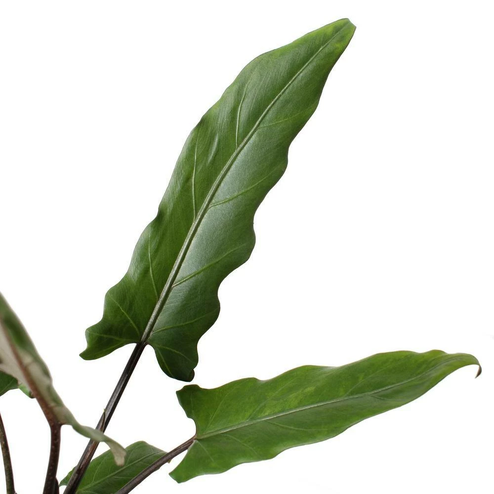 National PLANT NETWORK 7 in. Terracotta Bowl Pot with 6 in. Alocasia Lauterbachiana (1-Piece) 5 National PLANT NETWORK 7 in. Terracotta Bowl Pot with 6 in. Alocasia Lauterbachiana (1-Piece) - Image 3