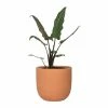 National PLANT NETWORK 7 in. Terracotta Bowl Pot with 6 in. Alocasia Lauterbachiana (1-Piece) -US Flora Bunda Sales 2022 national plant network indoor plants hd4641 64 1000