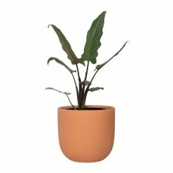 National PLANT NETWORK 7 in. Terracotta Bowl Pot with 6 in. Alocasia Lauterbachiana (1-Piece)