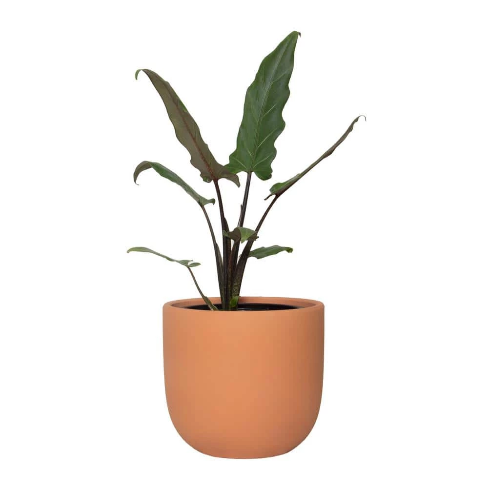 National PLANT NETWORK 7 in. Terracotta Bowl Pot with 6 in. Alocasia Lauterbachiana (1-Piece) 3 National PLANT NETWORK 7 in. Terracotta Bowl Pot with 6 in. Alocasia Lauterbachiana (1-Piece)