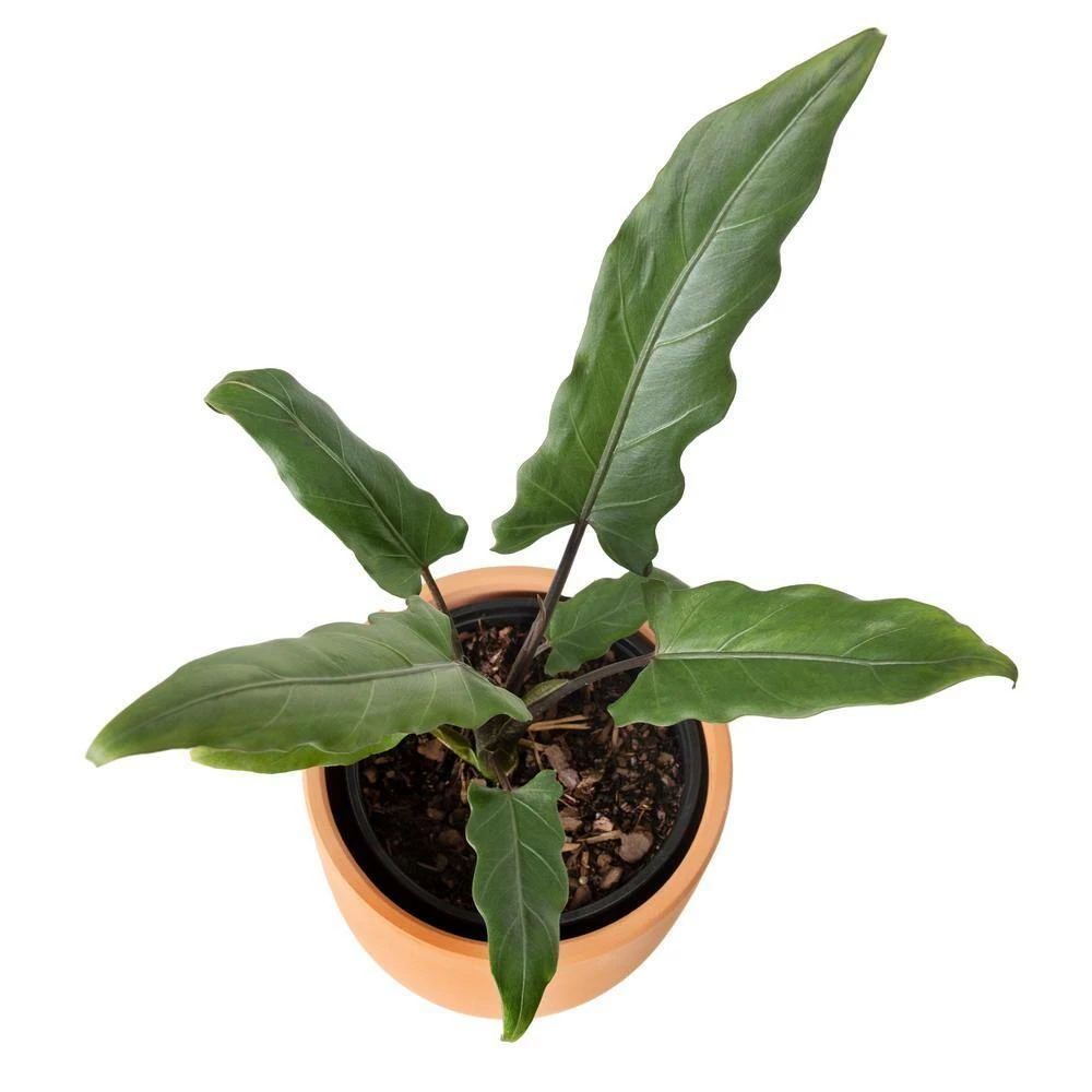 National PLANT NETWORK 7 in. Terracotta Bowl Pot with 6 in. Alocasia Lauterbachiana (1-Piece) 4 National PLANT NETWORK 7 in. Terracotta Bowl Pot with 6 in. Alocasia Lauterbachiana (1-Piece) - Image 2
