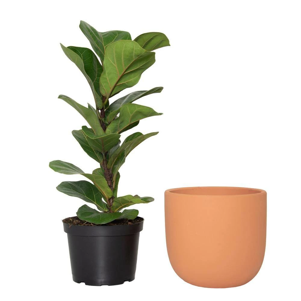 National PLANT NETWORK 7 in. Terracotta Bowl Planter with 6 in. Ficus Bambino (1-Piece) 6 National PLANT NETWORK 7 in. Terracotta Bowl Planter with 6 in. Ficus Bambino (1-Piece) - Image 4
