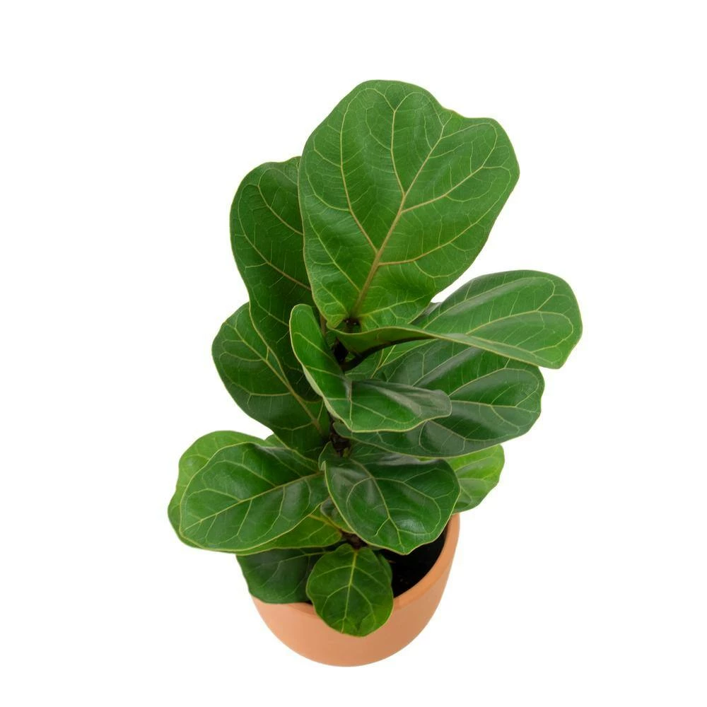 National PLANT NETWORK 7 in. Terracotta Bowl Planter with 6 in. Ficus Bambino (1-Piece) 5 National PLANT NETWORK 7 in. Terracotta Bowl Planter with 6 in. Ficus Bambino (1-Piece) - Image 3