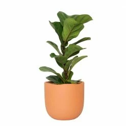 National PLANT NETWORK 7 in. Terracotta Bowl Planter with 6 in. Ficus Bambino (1-Piece)
