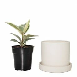 National PLANT NETWORK 7 in. Terracotta Bowl Planter with 6 in. Ficus Tineke (1-Piece) -US Flora Bunda Sales 2022 national plant network indoor plants hd4644 1f 1000