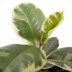 National PLANT NETWORK 7 in. Terracotta Bowl Planter with 6 in. Ficus Tineke (1-Piece) -US Flora Bunda Sales 2022 national plant network indoor plants hd4644 4f 1000