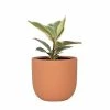 National PLANT NETWORK 7 in. Terracotta Bowl Planter with 6 in. Ficus Tineke (1-Piece)
