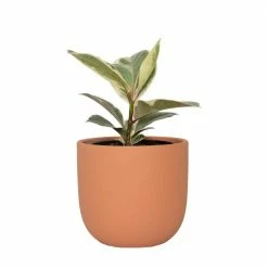 National PLANT NETWORK 7 in. Terracotta Bowl Planter with 6 in. Ficus Tineke (1-Piece)