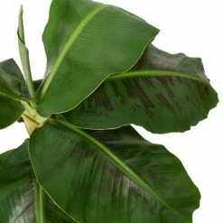 National PLANT NETWORK 7 in. Terracotta Bowl Pot Planter with 8 in. Banana Dwarf Cavendish Plant (1-Piece) -US Flora Bunda Sales 2022 national plant network indoor plants hd4645 4f 1000